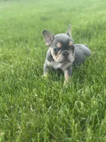 Frankie, a male French Bulldog for sale in Momence, IL – Photo 2 of 6