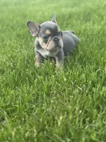 Frankie, a male French Bulldog for sale in Momence, IL – Photo 5 of 6