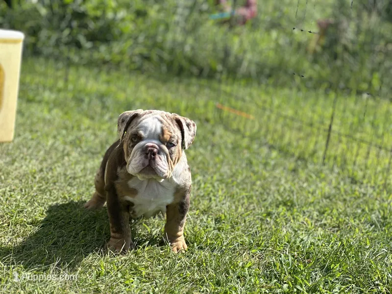 Max – English Bulldog puppy for sale in Momence, IL