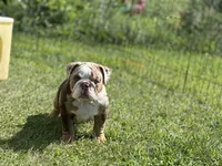 Max, a male English Bulldog for sale in Momence, IL – 1 of 10