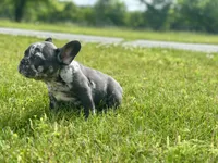 Gumball, a male French Bulldog for sale in Momence, IL – 6 of 7