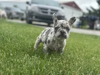 Princess , a female French Bulldog for sale in Momence, IL – 3 of 8