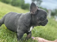 Thor, a male French Bulldog for sale in Momence, IL – 5 of 7