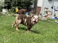 Max, a male English Bulldog for sale in Momence, IL – 9 of 10