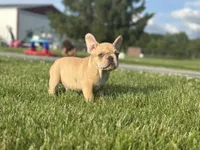 Deuce, a male French Bulldog for sale in Momence, IL – 4 of 7