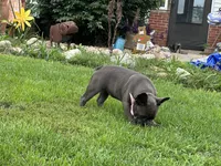 Princess, a female French Bulldog for sale in Momence, IL – 3 of 7