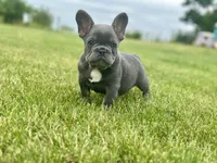 Thor, a male French Bulldog for sale in Momence, IL – 1 of 7
