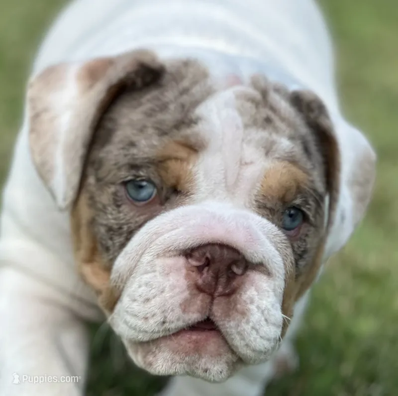 Lucy – English Bulldog puppy for sale in Momence, IL