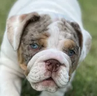 Lucy, a female English Bulldog for sale in Momence, IL – 1 of 10