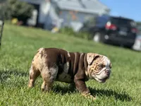 Max, a male English Bulldog for sale in Momence, IL – 3 of 10