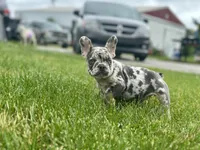 Princess , a female French Bulldog for sale in Momence, IL – 2 of 8