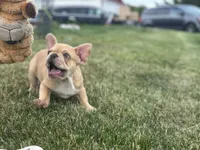 Deuce, a male French Bulldog for sale in Momence, IL – 3 of 7