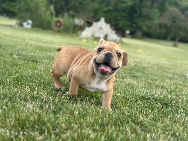 Fern – French Bulldog puppy for sale in Momence, IL