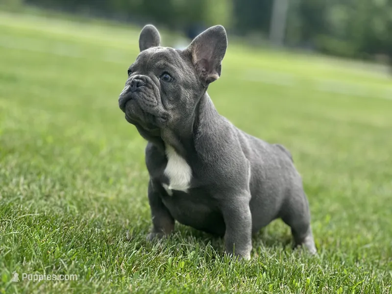 Thor – French Bulldog puppy for sale in Momence, IL