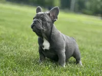 Thor, a male French Bulldog for sale in Momence, IL – 1 of 7