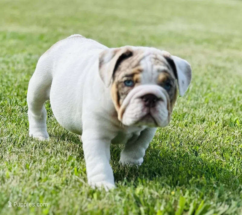 Lucy – English Bulldog puppy for sale in Momence, IL