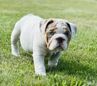 Lucy, a female English Bulldog for sale in Momence, IL – 6 of 10