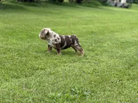 Max, a male English Bulldog for sale in Momence, IL – 5 of 10