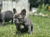 Thor, a male French Bulldog for sale in Momence, IL – 4 of 7