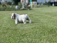 Lucy, a female English Bulldog for sale in Momence, IL – 10 of 10