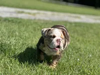 Max, a male English Bulldog for sale in Momence, IL – 4 of 10