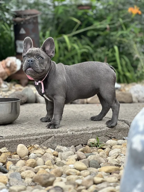 Princess – French Bulldog puppy for sale in Momence, IL