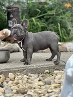 Princess, a female French Bulldog for sale in Momence, IL – 1 of 7