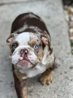 Max, a male English Bulldog for sale in Momence, IL – 6 of 10