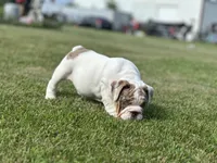 Lucy, a female English Bulldog for sale in Momence, IL – 4 of 10