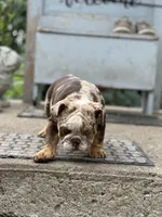 Max, a male English Bulldog for sale in Momence, IL – 2 of 10