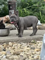 Princess, a female French Bulldog for sale in Momence, IL – 2 of 7
