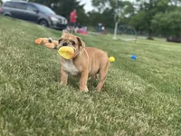 Fern, a female French Bulldog for sale in Momence, IL – 4 of 6