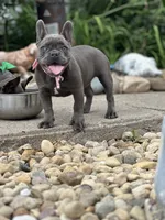 Princess, a female French Bulldog for sale in Momence, IL – 4 of 7