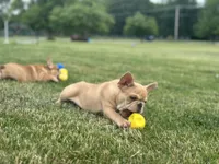Deuce, a male French Bulldog for sale in Momence, IL – 5 of 7