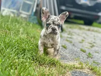 Princess , a female French Bulldog for sale in Momence, IL – 4 of 8