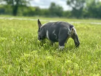 Gumball, a male French Bulldog for sale in Momence, IL – 4 of 7