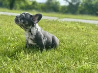 Gumball, a male French Bulldog for sale in Momence, IL – 5 of 7