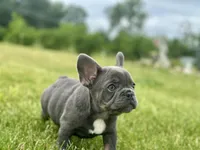 Thor, a male French Bulldog for sale in Momence, IL – 3 of 7