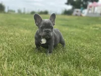 Thor, a male French Bulldog for sale in Momence, IL – 2 of 7