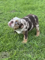 Max, a male English Bulldog for sale in Momence, IL – 10 of 10