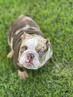 Max, a male English Bulldog for sale in Momence, IL – 8 of 10
