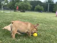 Fern, a female French Bulldog for sale in Momence, IL – 5 of 6