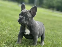 Thor, a male French Bulldog for sale in Momence, IL – 3 of 7