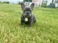Thor, a male French Bulldog for sale in Momence, IL – 7 of 7