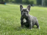 Thor, a male French Bulldog for sale in Momence, IL – 2 of 7