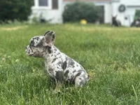 Princess , a female French Bulldog for sale in Momence, IL – 6 of 8