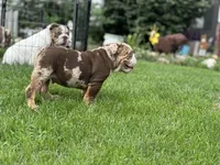 Max, a male English Bulldog for sale in Momence, IL – 7 of 10