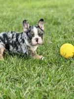 Picasso, a male French Bulldog for sale in Momence, IL – Photo 3 of 7