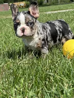 Picasso, a male French Bulldog for sale in Momence, IL – Photo 6 of 7