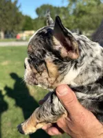Picasso, a male French Bulldog for sale in Momence, IL – Photo 1 of 7